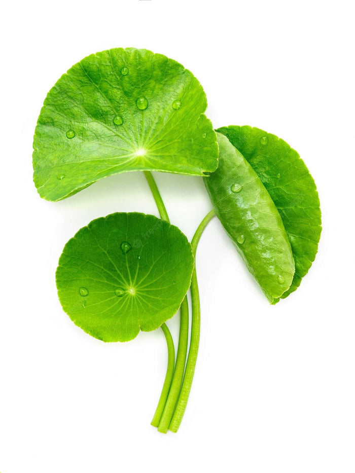 Centella Asiatica